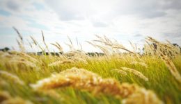 wind speed wind speed